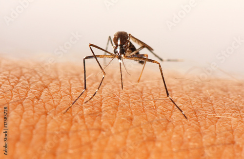 Mosquito al ataque