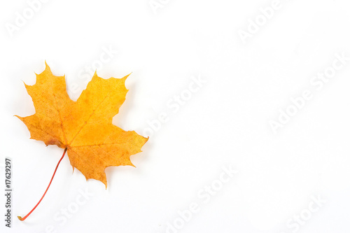 żółty jesienny liść