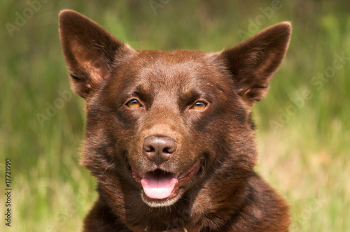 smiling kelpie