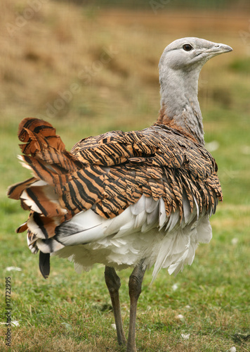 Portrait of a male Great Bustard