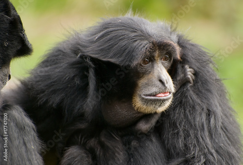 Siamang Gibbon,monkey