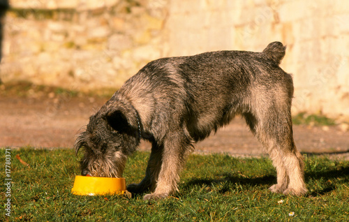 schnauzer moyen gris en train de dévorer sa gamelle