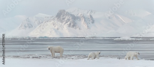 3 polar bears