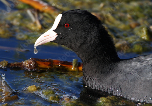 Fulica atra - Eurasian Coot