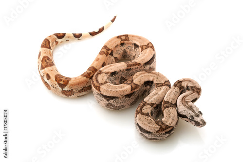 Arabesque Columbian red-tailed boa