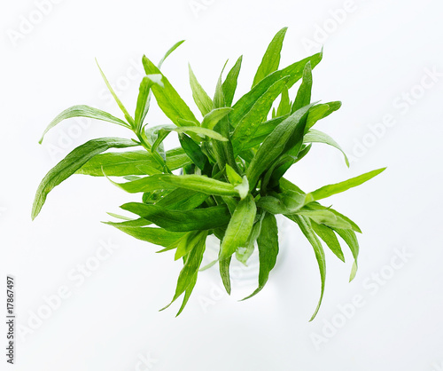 Close up of tarragon herb