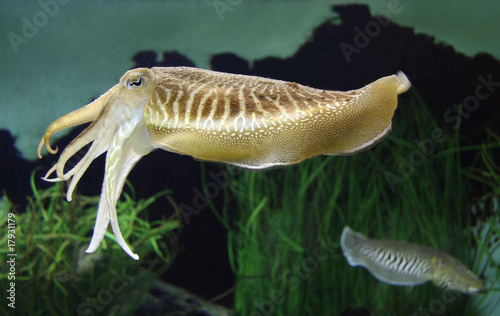 Cuttlefish