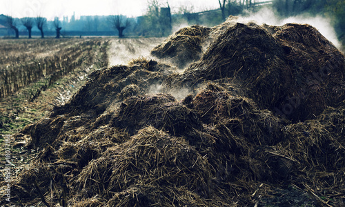 Heap of cow-dung in Piedmont