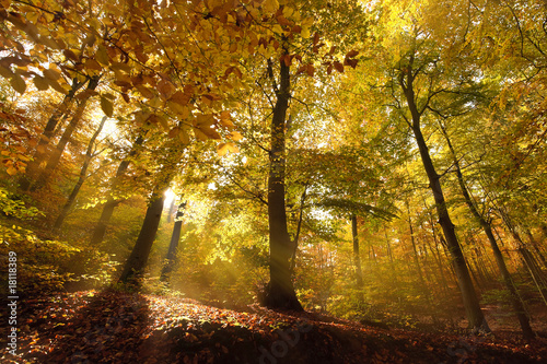 Herbstliche Stimmung Sonnenlicht im Wald 2