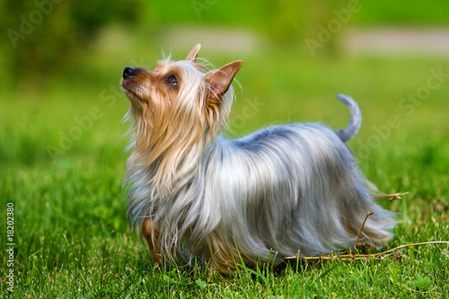 Australian Silky Terrier on grass