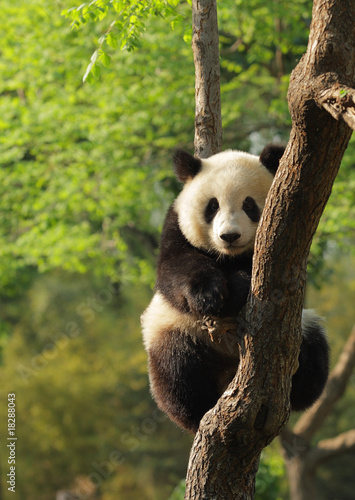 Cute young panda sitting on a tree en face