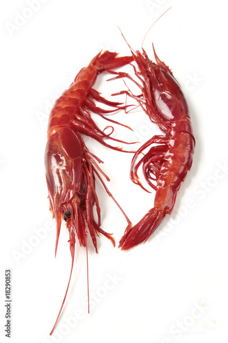 gamba roja (carabinero)