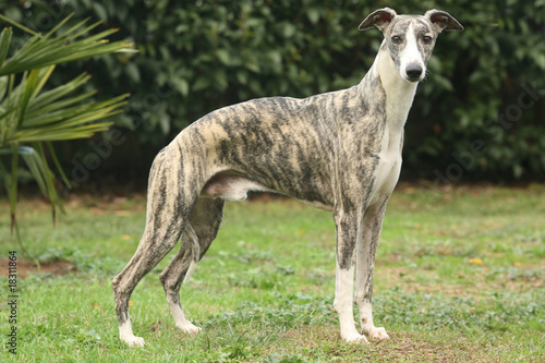 lévrier whippet bringé de profil tête tournée