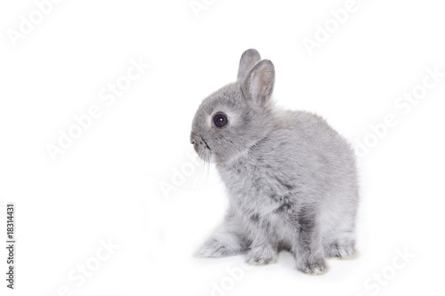Grey dwarf baby bunny