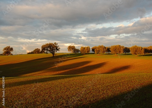 Campagna Romana presso Campoleone