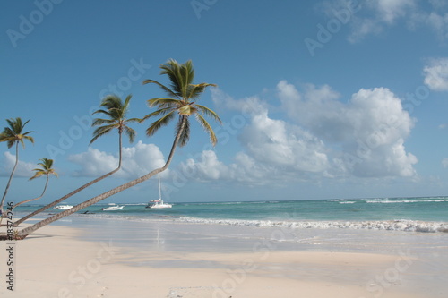 pochylone palmy kokosowe nad brzegiem morza karaibskiego