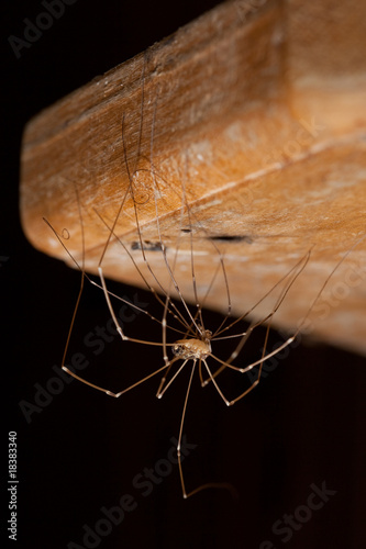 Pholcus phalangioides spider changes its skin