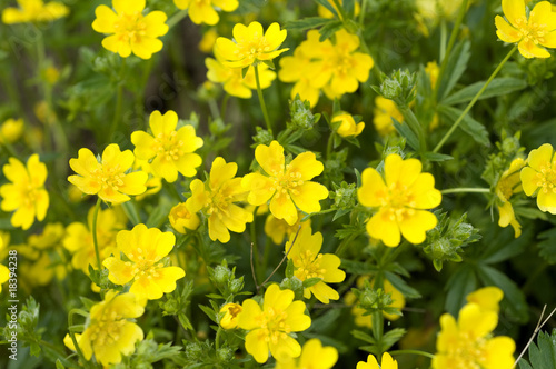 Gold-Fingerkraut; Potentilla aurea