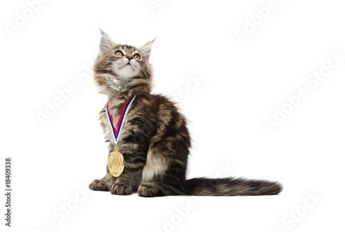 small kitten with gold medal