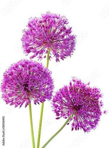 Three Alliums Ornamental Onions