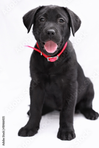 labrador