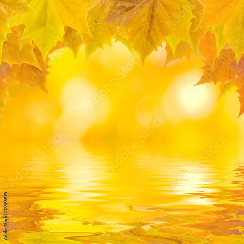 Bunte Blätter im Herbst am Wasser