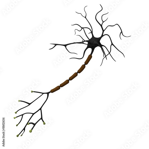 neuron