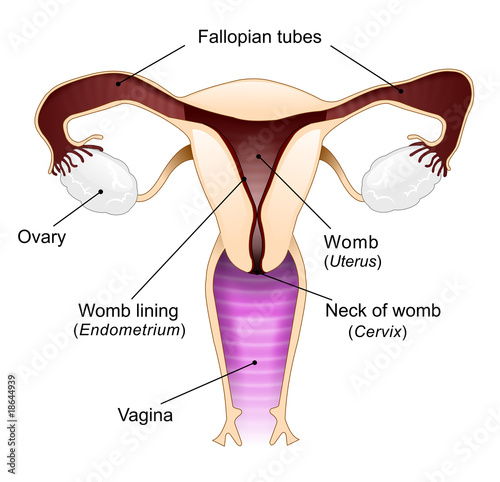 Vagina diagram