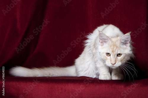 chat maine coon blanc assis prêt à bondir ou sauter
