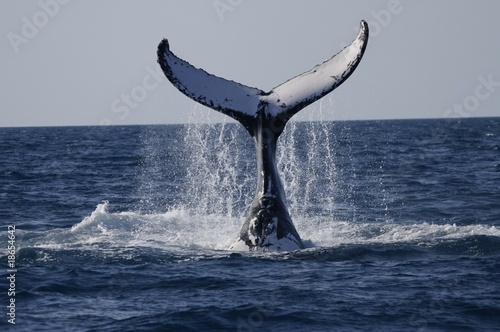 Humpback auf Tauchgang