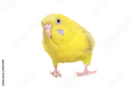 Yellow budgie