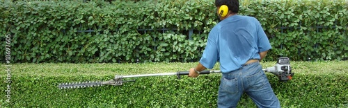 hedge trimming