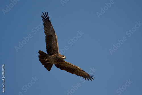 Tawny Eagle (Aquila rapax)