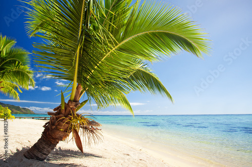 Small palm tree hanging over stunning lagoon