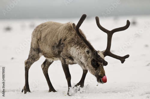 Rudolph the Red-Nosed Reeindeer