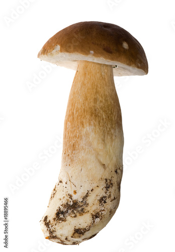 fresh single cep mushroom