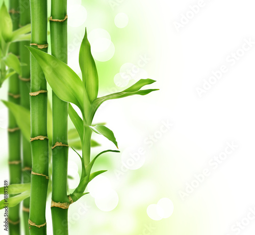 Bamboo border