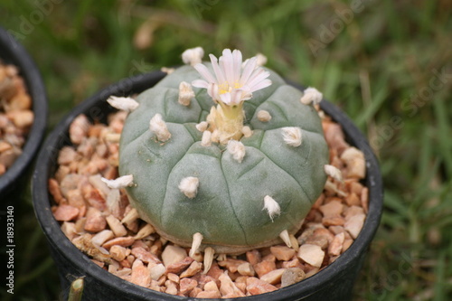 Flowering peyote cactus, Thailand