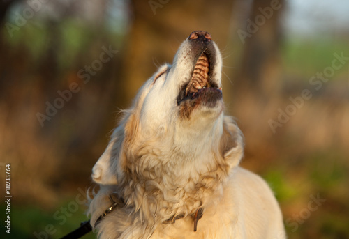 Retriever