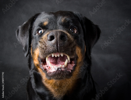 Dog of breed rottweiler.