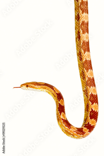 Corn snake