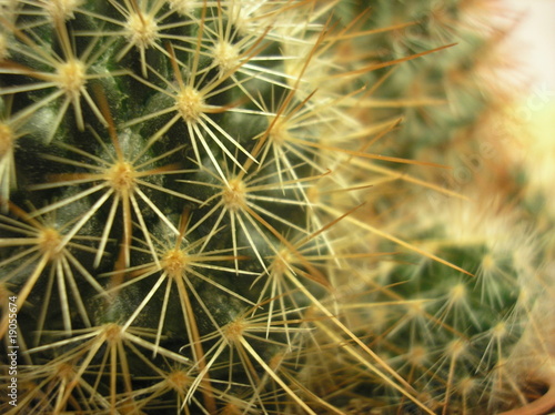 Kaktus Echinocactus grusonii. Zbliżenie kolczastego kaktusa z ostrymi igłami. Kaktus znany jako fotel teściowej