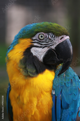 Blue & Gold Macaw Vertical