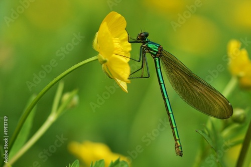 libellule calopteryx et bouton d'or