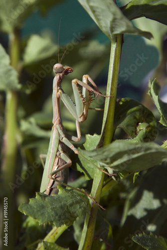 Mantis religiosa