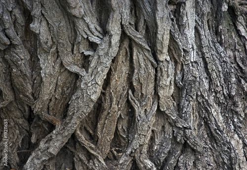 Maple's (Acer platanoides) bark wallpaper