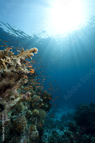 Ocean,coral and fish