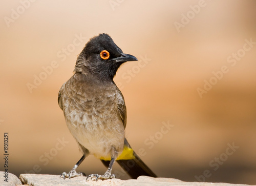 Redeyed Bulbul