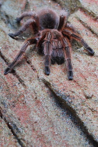 Rote Chile-Vogelspinne (grammostola rosea)