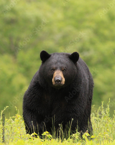 large male black bear